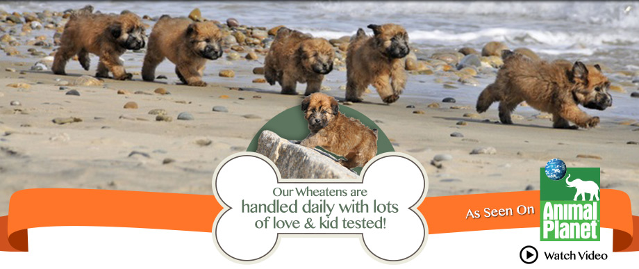 Waterview Wheaties puppies on the beach