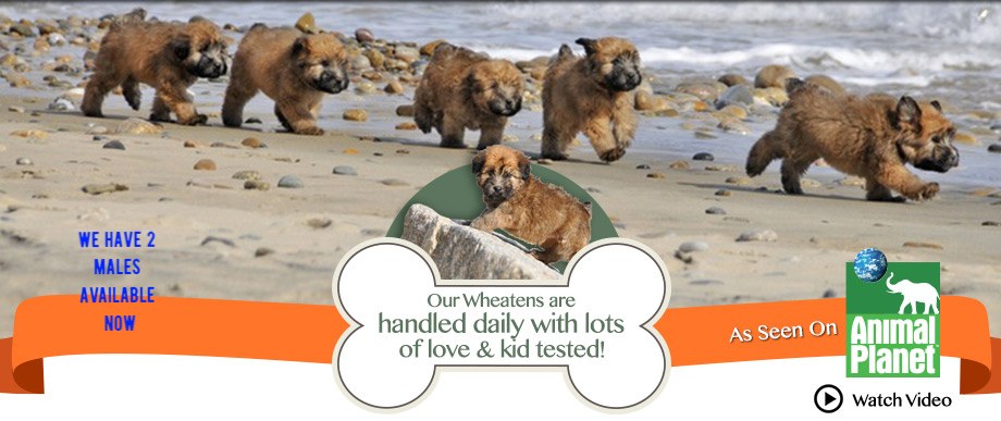 Waterview Wheaties puppies on the beach